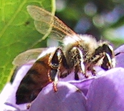 Bee [Zoom] (59KB)