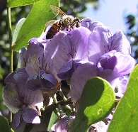 Bee (57KB)
