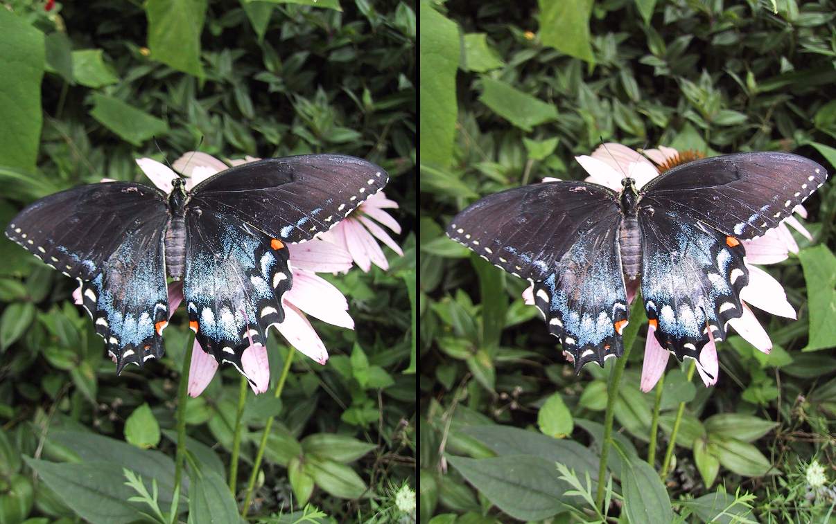 Black Swallowtail Butterfly - Stereo  Photograph  url=stereo-butterfly-swallowtail-vert-c34.jpg