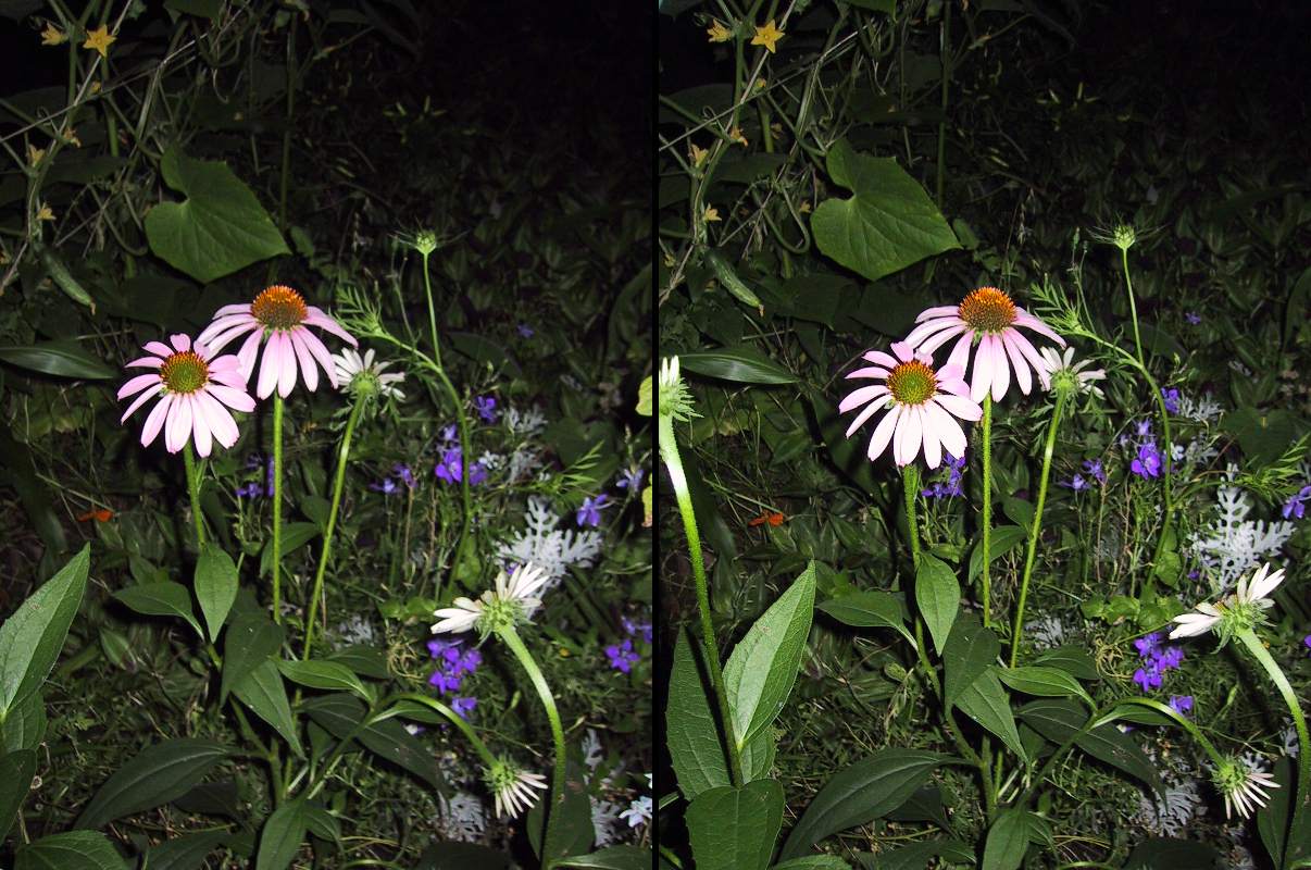 The West Garden at Night (purple coneflower)  Photograph. url=http://www.kimdara.com/garden04/stereo-westgarden-0403c34.jpg