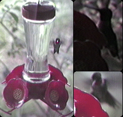 Hummingbirds at a Hummingbird Feeder, 3 Pictures