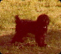 Choco a black untrimed poodle stands in a shady spot on a patch of green grass.