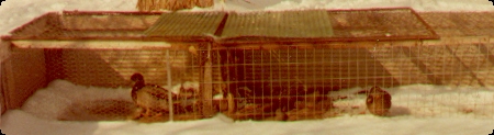 Snow surrounds a long cage with family of domestic ducks, the father duck Loner is at the left near a small pond, the mother duck Daffaney is at the right end, a cluster of other smaller ducks are resting between them.