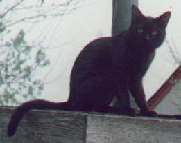 Picture of Muffin's Brother (black cat sits on a small roof)