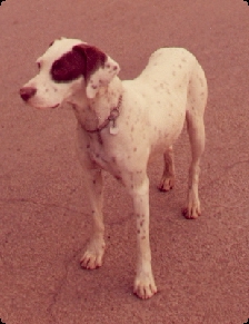 Patch a white pointer with brown markings over his left eye wearing a collar and silver tag stands on a paved surface.