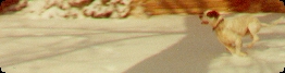 A wide horizontal picture of the snow covered ground with Patch from the previous picture on the right side of the frame running towards the left.