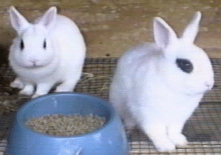 Picture of Two White Rabbits and a blue bowl