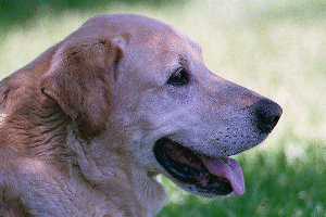 Picture of the profile of a Yellow Lab. Retriever