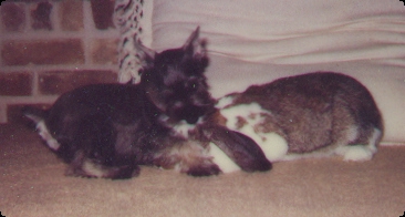 Stach a minature schnauser puppy plays with Floppy a holland mini-lopper rabbit in front of a pillow on a carpeted floor.
