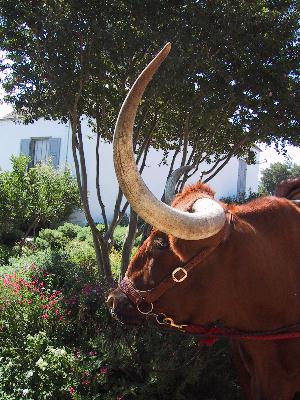 The Longhorn produced lots of methane gas!